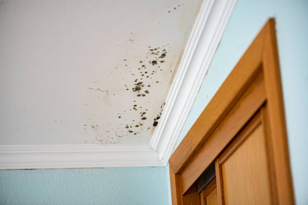 Best Emergency Mold Remediation in Jewett City, CT