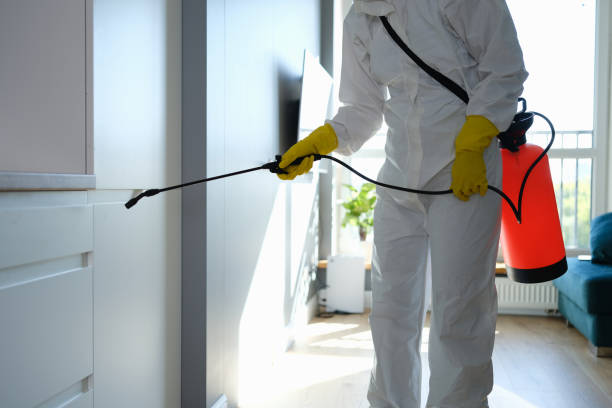 Best White Mold Remediation in Jewett City, CT
