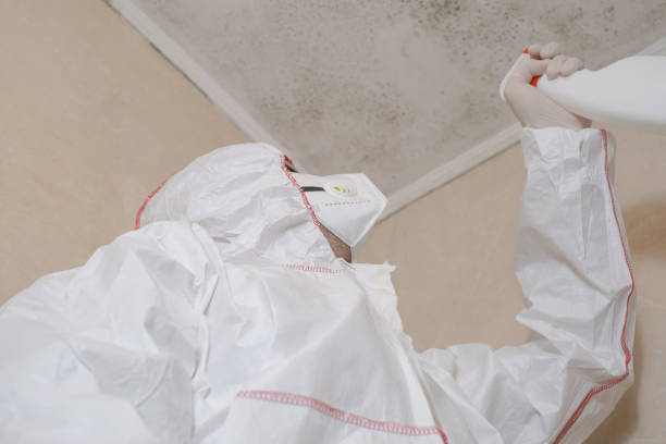 Professional Mold Remediation in Jewett City, CT
